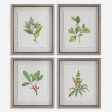Uttermost 41461 - Uttermost Wildflower Study Framed Prints, S/4