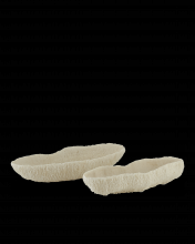 Currey 1200-0354 - Island Ivory Tray Set of 2